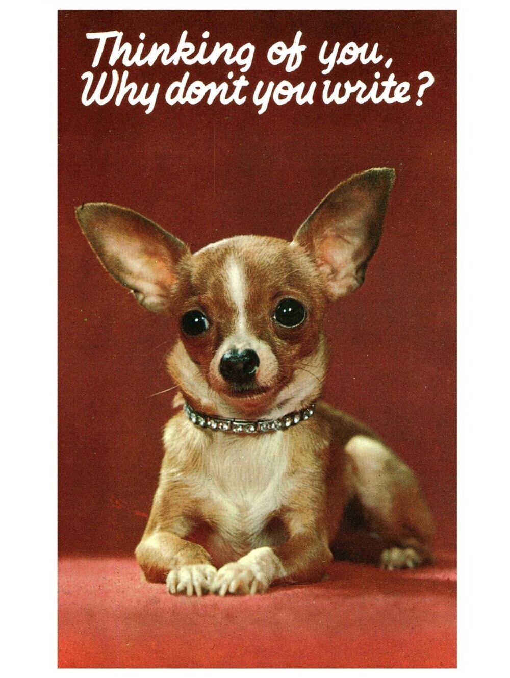 Vintage Postcard 1960s Cute Chihuahua Dog Asking Why Don’t You Write Old Stock